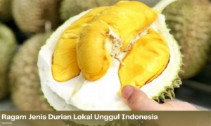 jenis durian lokal unggul indonesia
